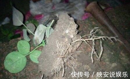 扦插|月季单芽扦插的方法，事实证明用这种方法扦插，优势很明显