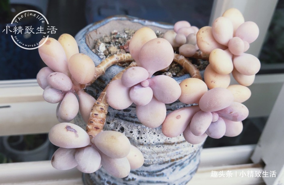 少犯这3错,浇水“反着来”,多肉才能健康生长,越养越胖