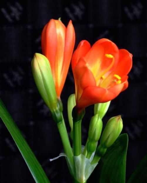 土壤|君子兰长得慢,一年也见不到2片新叶,用个技巧长得飞快,亮又大