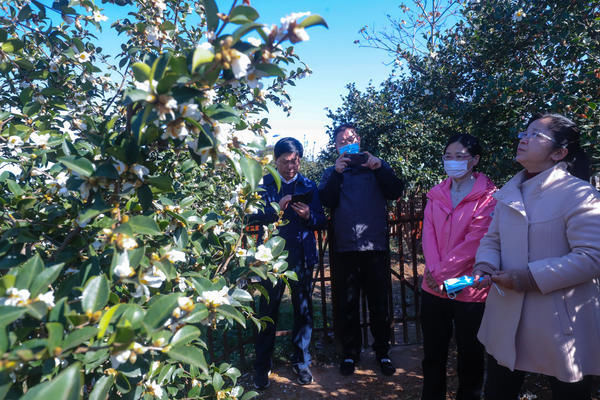 光山|光山：油茶花开引客来