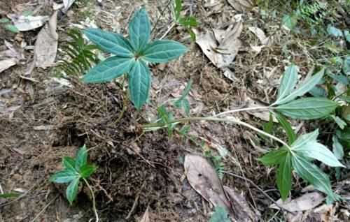 紫河车|挖掉竹笋,也别伤到它,目前400元一公斤,野生不好找