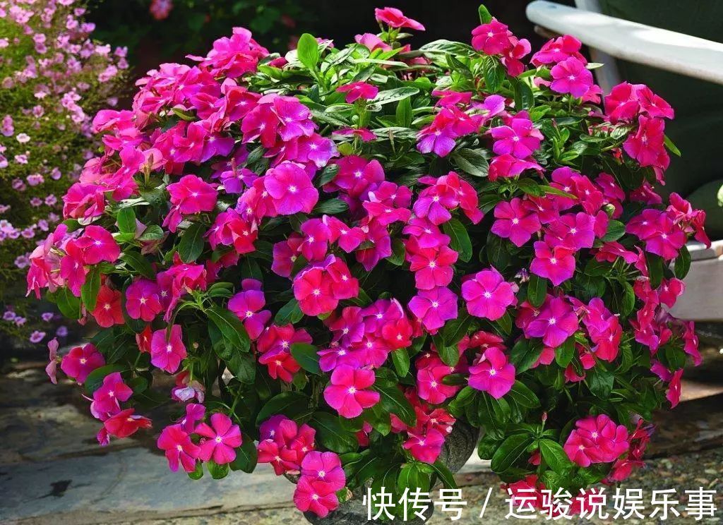 6种花超级喜欢太阳,晒得越多“花”越多,养一盆不亏