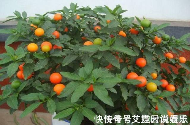 这种植物一年四季都结果子,好看又好养,在家养实在太适合了!