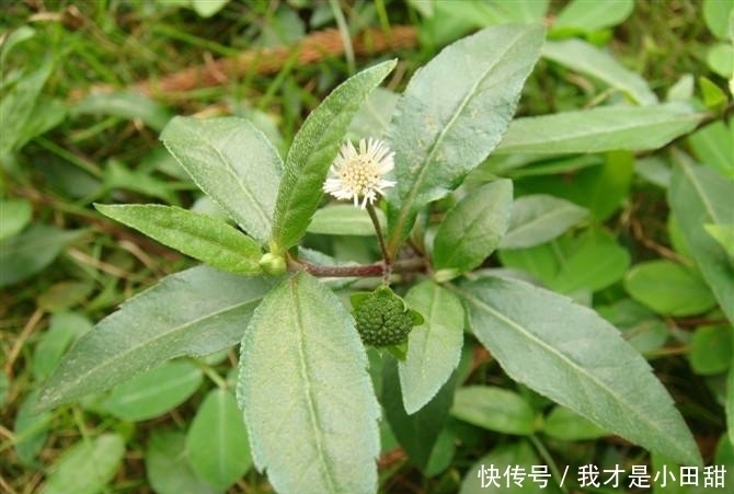 魂草|农村这种野草,过去用来做猪饲料,如今价值很高,人称“还魂草”