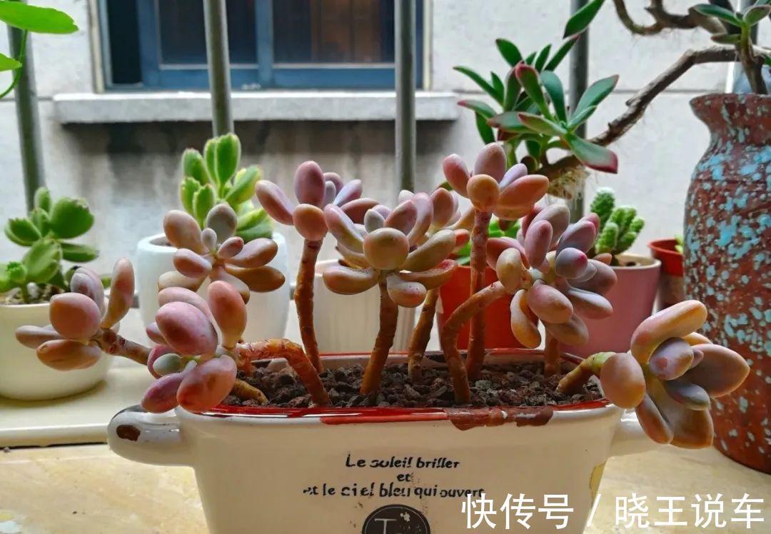 冬天多肉也难养,做到三多三少,状态不减也美艳