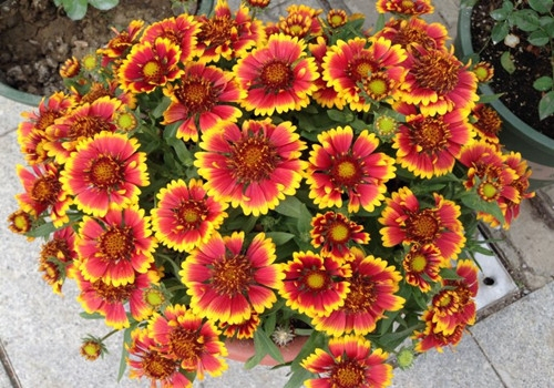 这些菊花是天然的”香水“,开花特别香,花色特别超好养