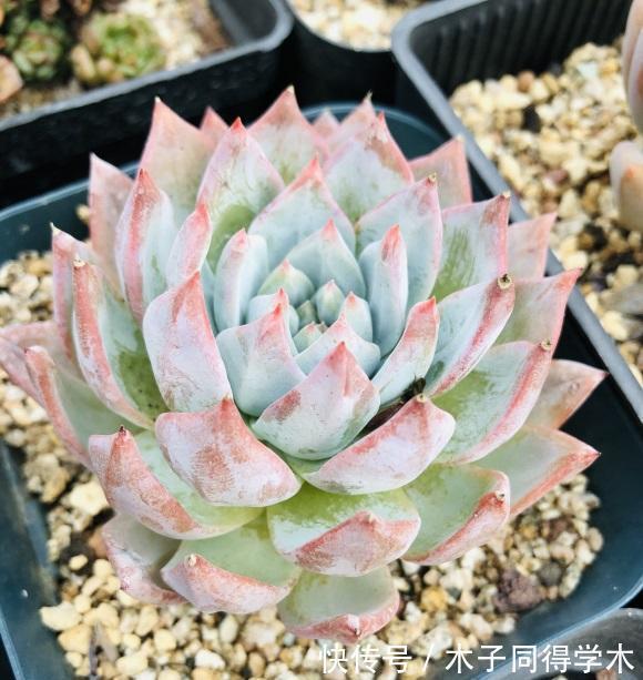 养死|养好多肉分几步?2步就够,不要去模仿别人,技术是自己的