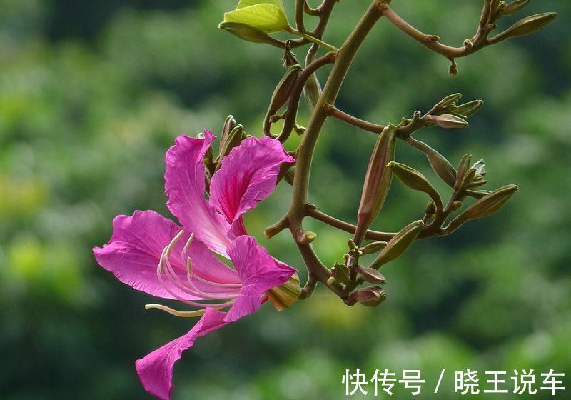 玉树|养花试试这几款,平时多通风,建议花友们用排水性好的土壤为宜