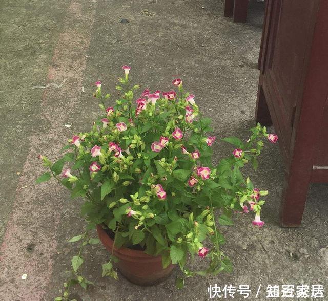 爆盆|真正懂花的人，都会养这3种花，爆盆快寓意好还能养人