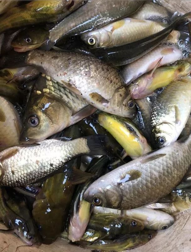 钓鲫鱼不能补窝，一补窝就停口你用错了方法，想不停口都难