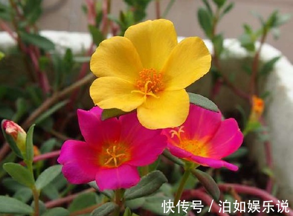 办法|养护太阳花，用这样的办法，年年都可以开花，花大色艳，好看