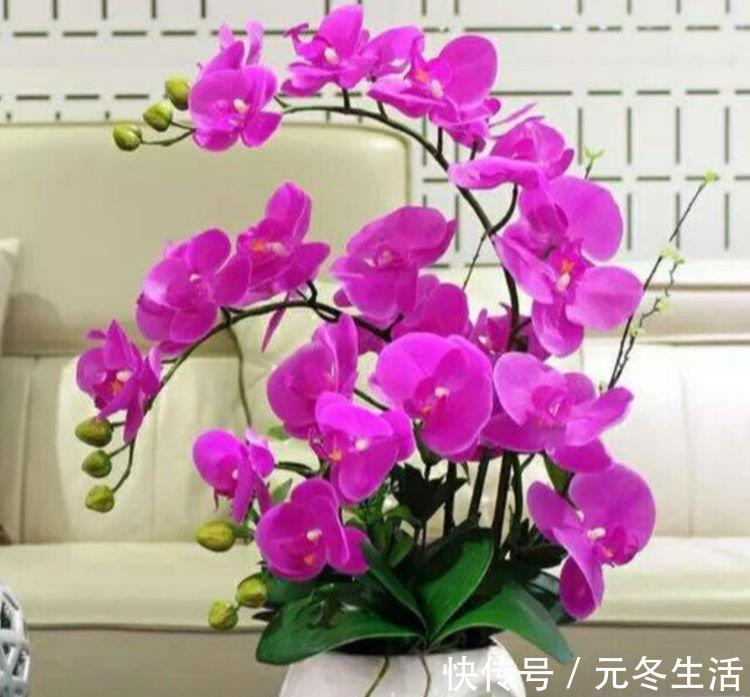 大户|4种花是“开花大户”，家里养一盆，开花红又旺，花朵美艳迷人