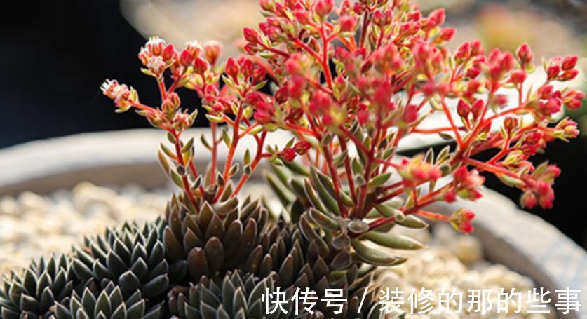 多肉长花箭算不算正常,该怎么处理?