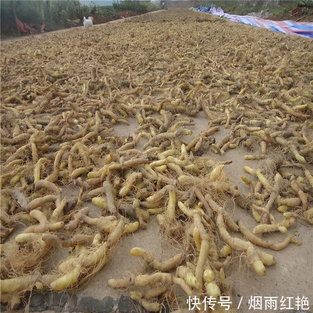 长得像螺丝钉，功效可比肩人参，冬季正当食，煲汤效果好