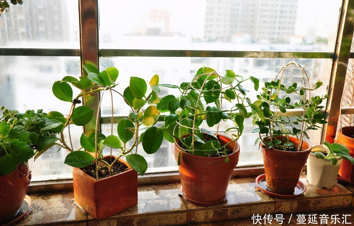 植物|3款花期长、开花就爆盆的植物，适合居家盆栽，好养又漂亮