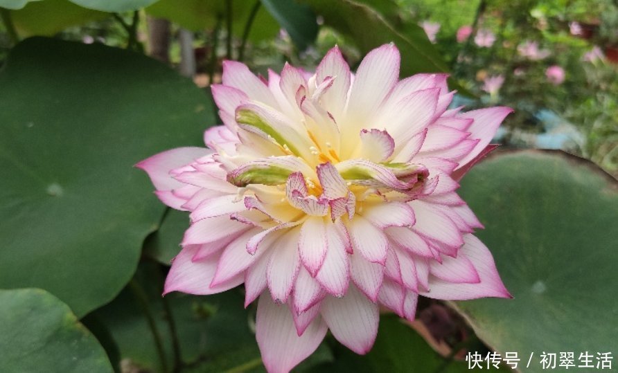 枯萎|6种花只需种一盆,就能年年开花,想养死都难,而且越长越多