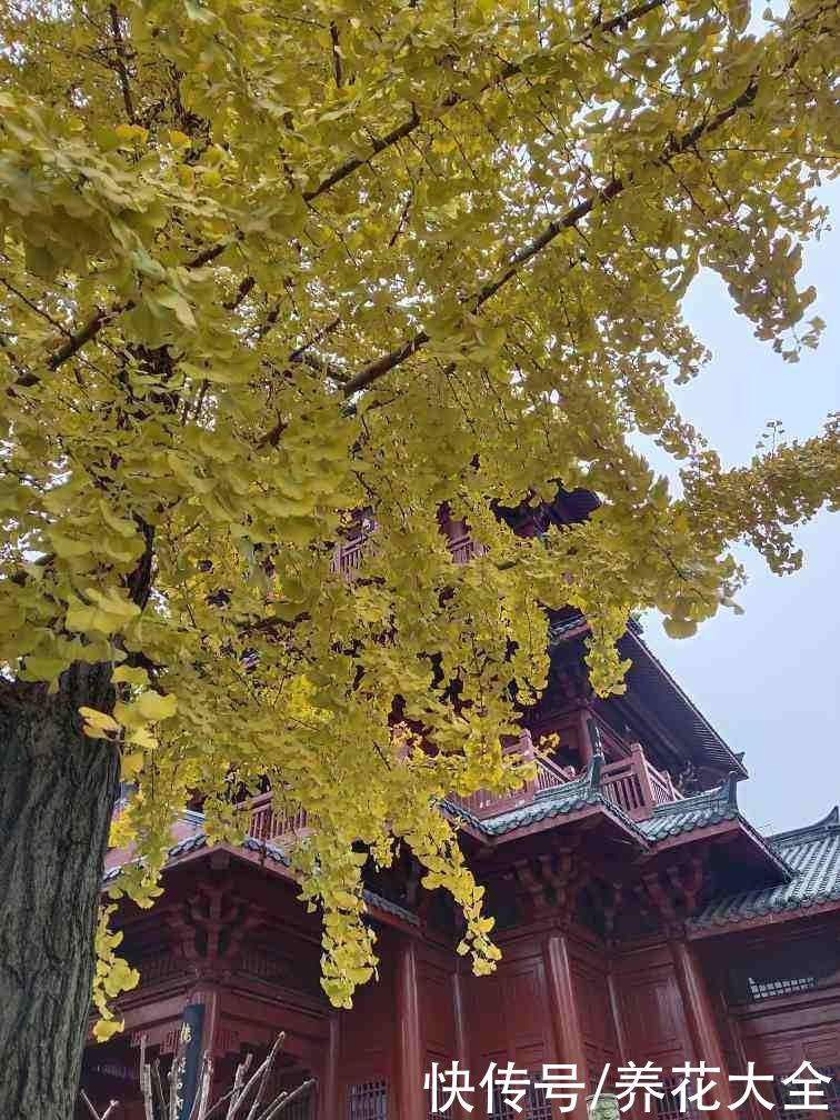 云杉|花卉中的“长寿老人”，最老一棵12000岁