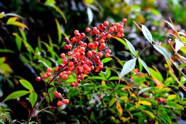 野外这几种花长得有趣,但不能往嘴里塞,它们有毒