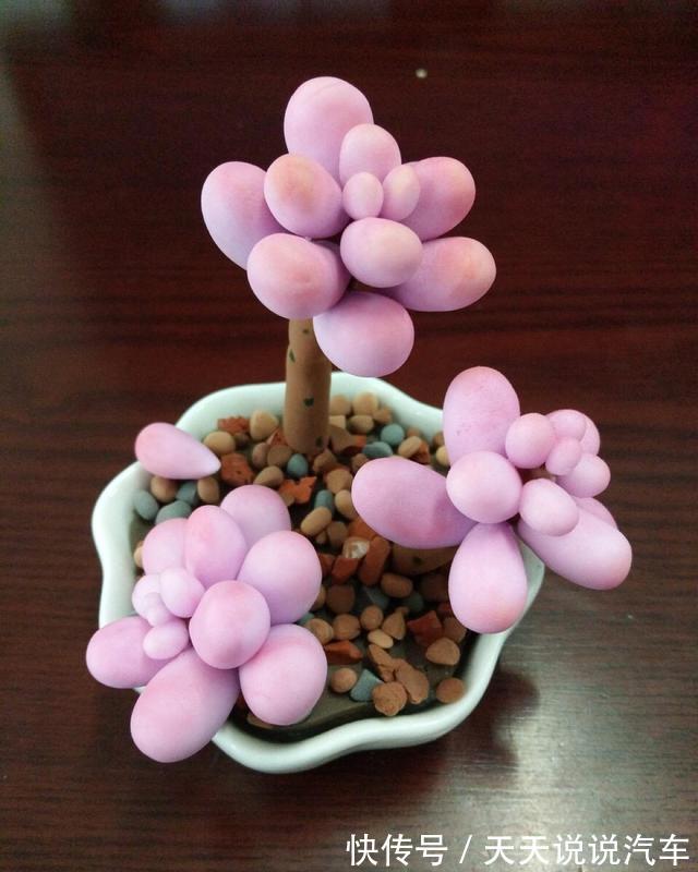 秋冬6款普货高颜值多肉,简单易养,美得如同仙子一般