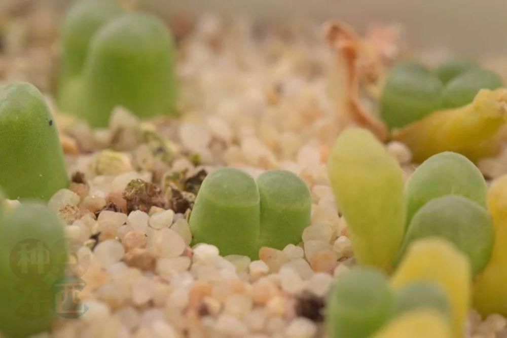  磁铁|磁铁风铃Conophytum Concordans