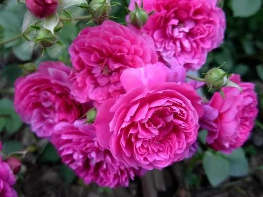 家养|从5月18日开始,家养此款花卉,花开富贵华丽,姿态万千,美