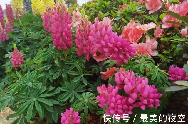 羽扇豆|虹口这条“花间小路”太美了→