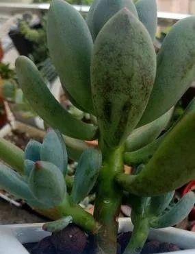 多肉修剪技巧,剪1根长1盆,再也不用在外面买了,划算