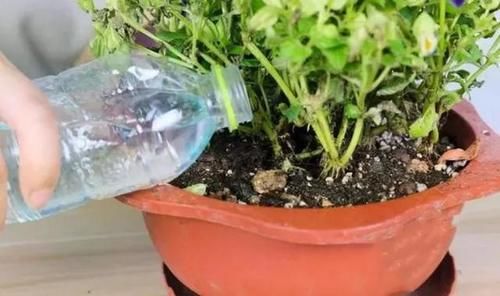 养花不能光从“选土”方面防范积水烂根，还得在浇水上下功夫