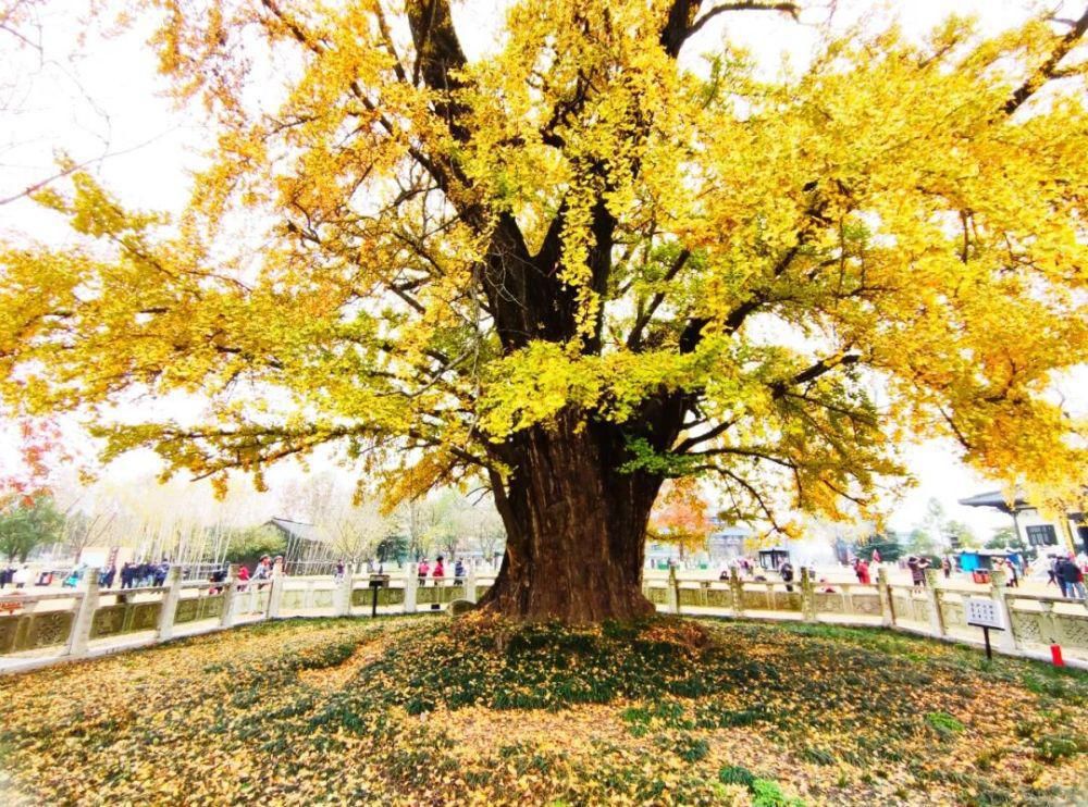 惠济|当下好时节！来惠济讲寺感受“千年之约”的专属美景