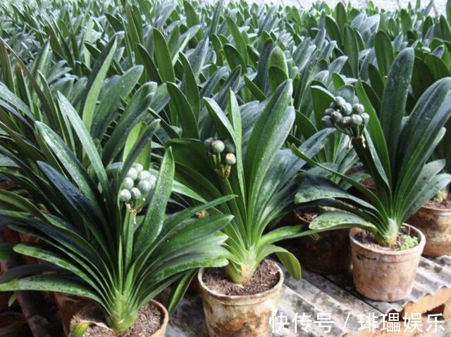 “树叶”垫盆底,将君子兰种下去,根系壮,“花苞”开始变多!