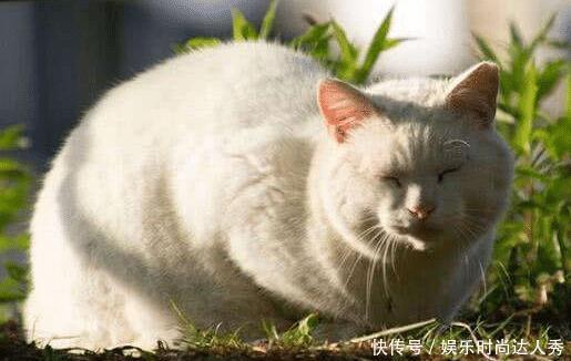 主人把猫关在笼子里 放一个箱子在笼子旁边 猫不淡定的抓狂一天 快资讯