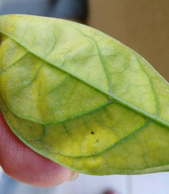 自制养花杀菌水,7天浇一勺,虫子全死光,再也不黄叶!