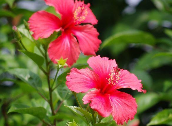 凤仙花|7月2日开始，养花试试这几款，观赏价值高，一养就上瘾