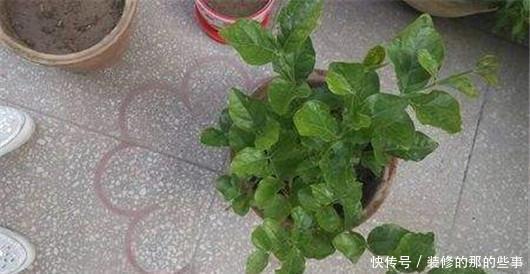 此个|栀子花总是掉花苞,茉莉花也不开花,肯定是因为此个