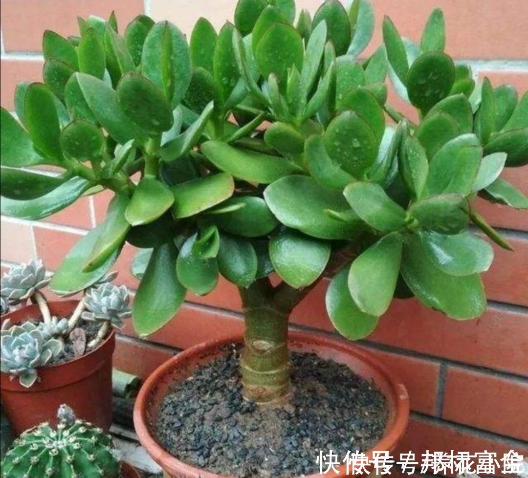 玉树|家里养“2种树”,剪得越狠,长得越快,成老桩盆景