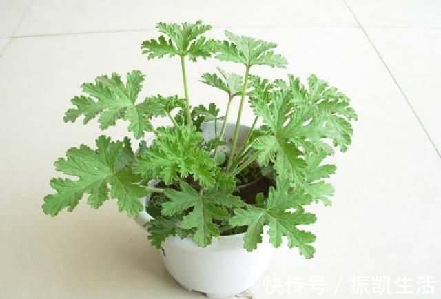 塑料瓶|将吃剩下的果皮，简单一处理养花，让植物越长越旺