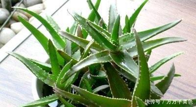 此3种花养家里,粉尘、病菌减少一半,第2种专门吃蚊子