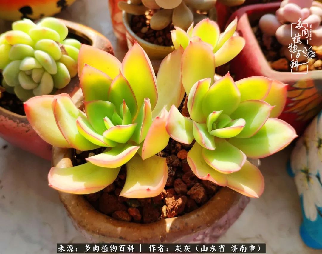 多肉植物|养多肉四年,铁打的盆盆流水的肉,无需多问,问就是喜欢!