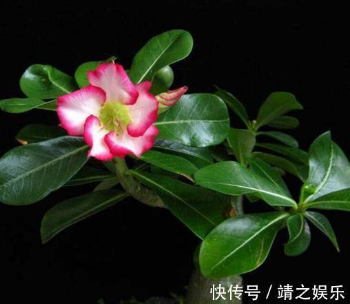 花苞|沙漠玫瑰要“放养”，往角落一摆，花苞冒得多、花开“满枝干”