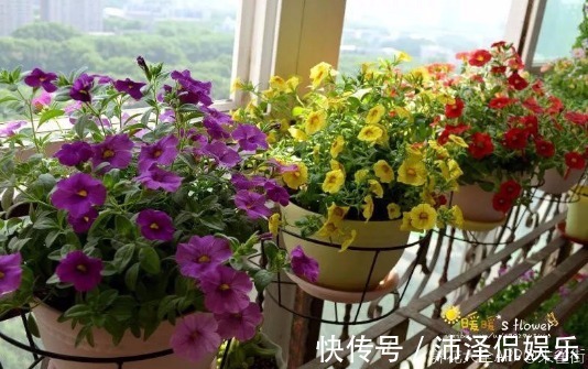 植物|封闭阳台养花,选对植物很关键,选错了养一盆死一盆!