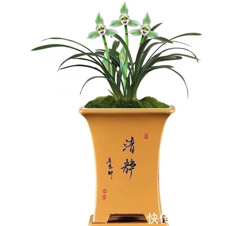 兰中珍品“帝王妃”,花开多色,香味淡雅,叶片圆润,不可多得