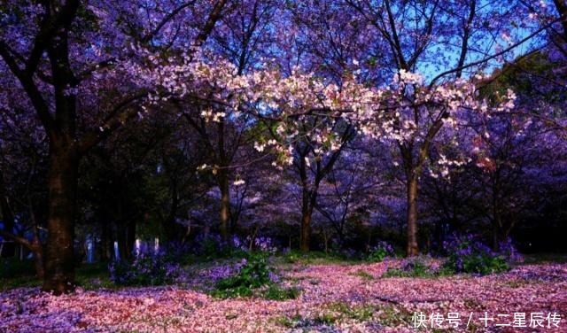  花前|男人对爱有多坚定一首流传千年的经典，9个字道尽世间多少痴情