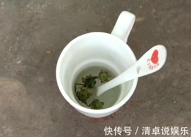 柏树叶|在路边遇见这种果子,一定要捡回家,现在知道还不晚