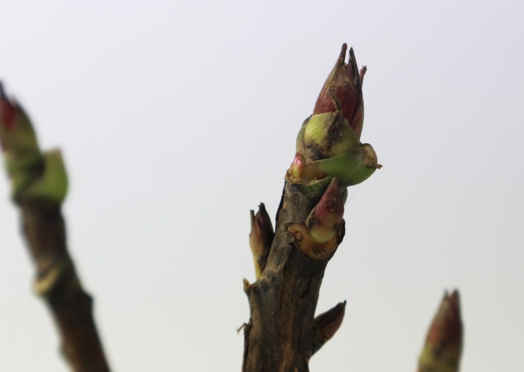 品种|这花只能秋天养,埋土里就活,晚了再等一整年!