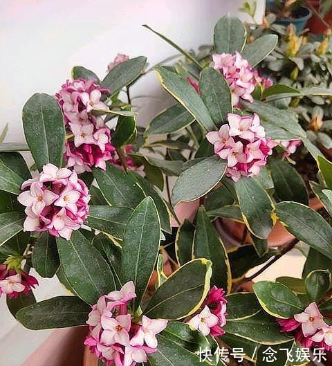 肥料|瑞香不会养抓住几个“关键点”,叶片绿油油,开出“祥瑞之花”