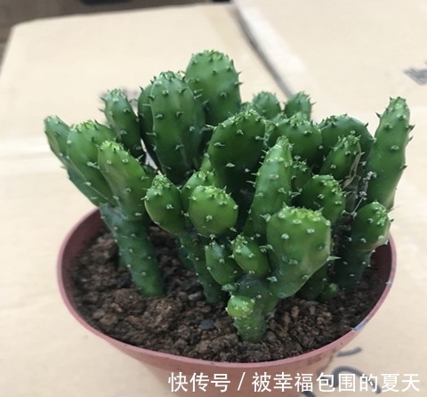 这5种植物难开花,想要赏花,该先学会“催花”小技巧