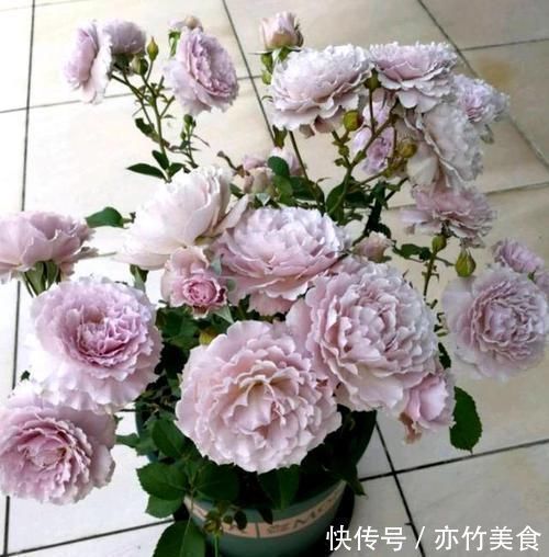 这个花一开就是300天，一笋能长20个花苞，种一棵四季有花赏！