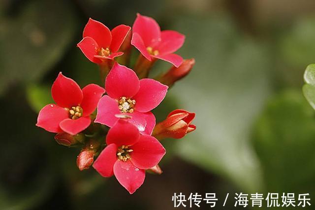 麻烦|长寿花最喜欢这种肥，盆里埋一点，一年施肥麻烦都省了