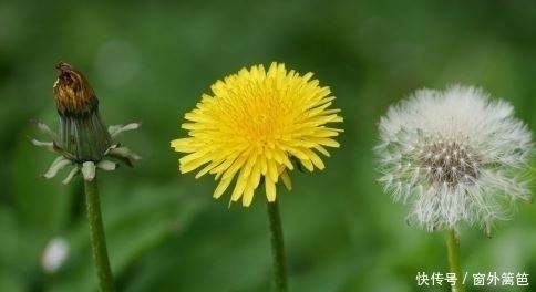 蒲公英|蒲公英和此物一起泡，肝干净了，眼睛越发明亮，气色越来越好