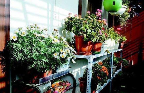 什么啤酒,白糖水,都不如几滴“它”,养花生根效果特别棒!